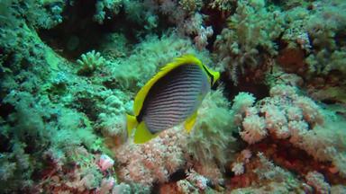 鱼红色的海blackbacked蝴蝶鱼车齿龙骚乱鱼游泳珊瑚礁红色的海埃及